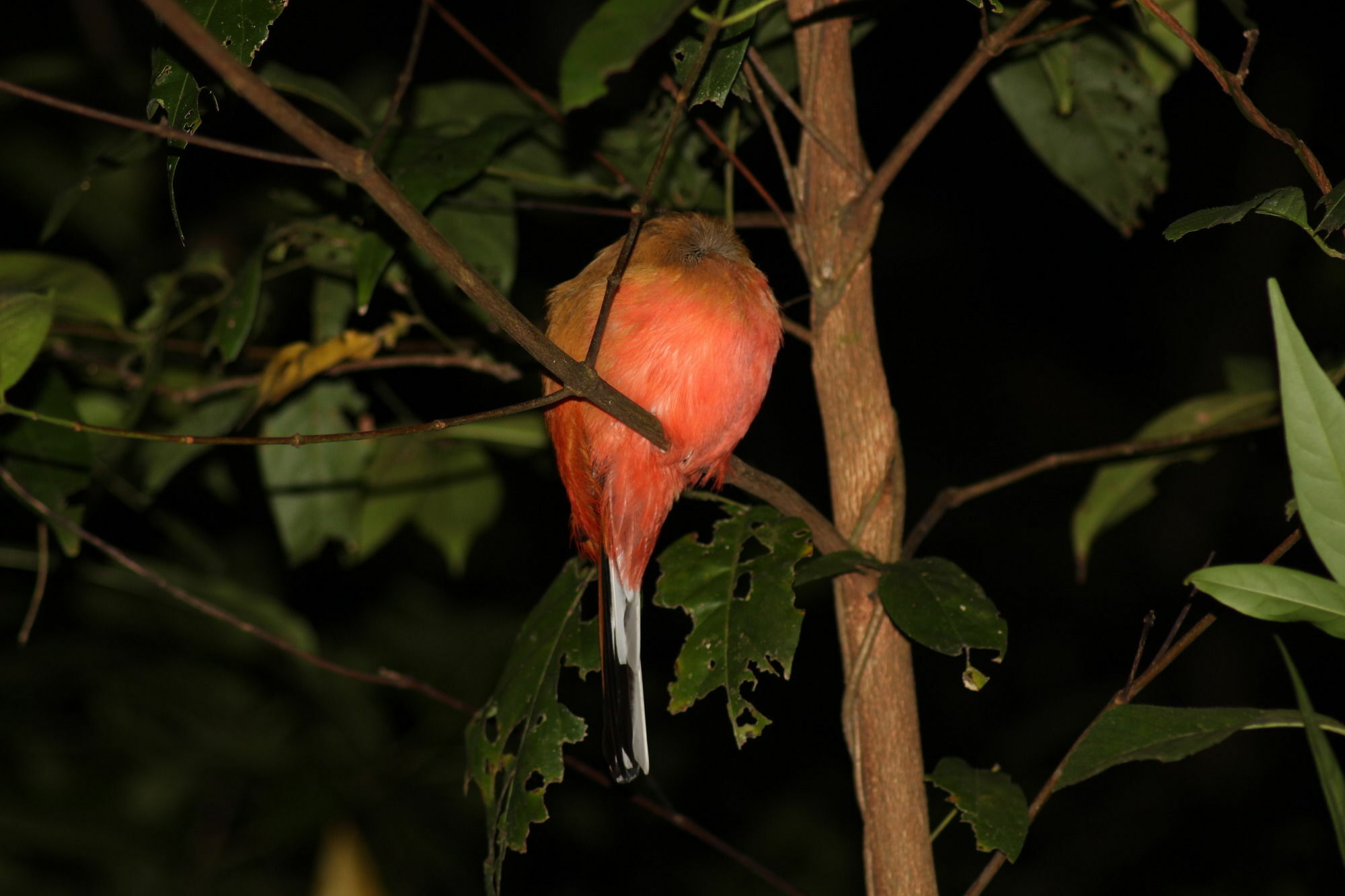 Borneo Natural Sukau Bilit Resort Bagian luar foto