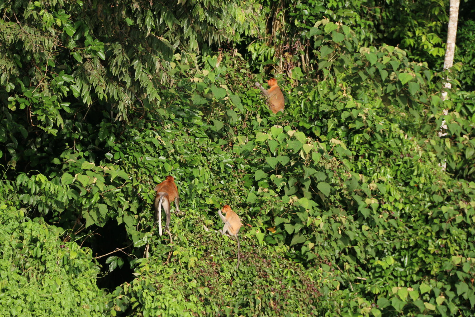 Borneo Natural Sukau Bilit Resort Bagian luar foto